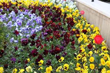 بهار دانشگاه 1399